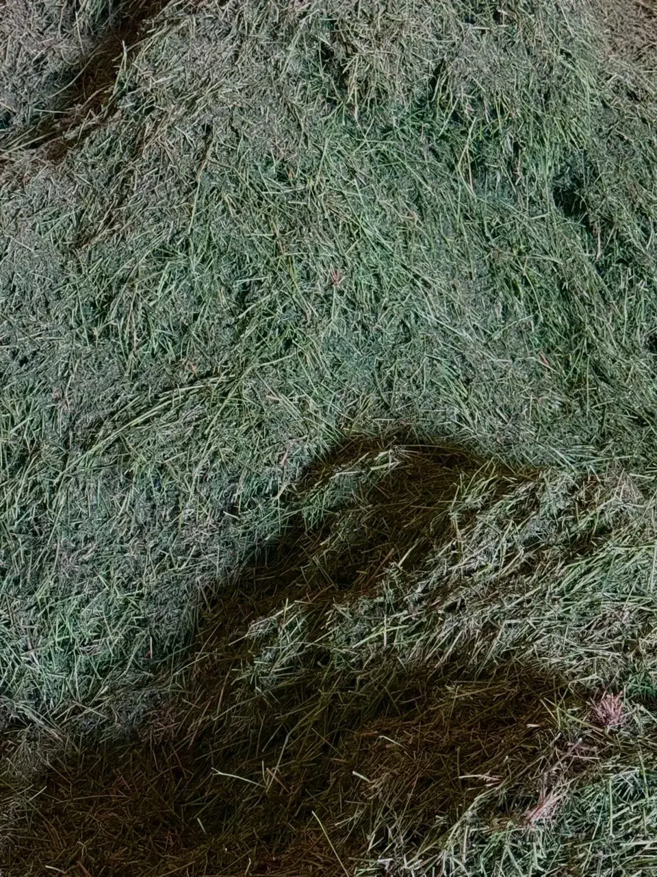 یونجه|لوازم جانبی حیوانات|ارسنجان, |دیوار