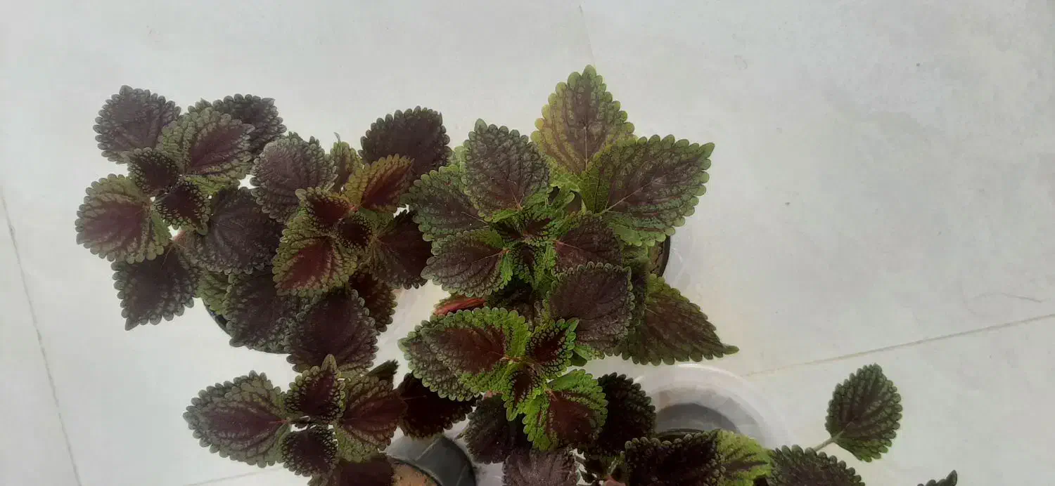 گل حسن یوسف در گراش|گل و گیاه طبیعی|گراش, |دیوار