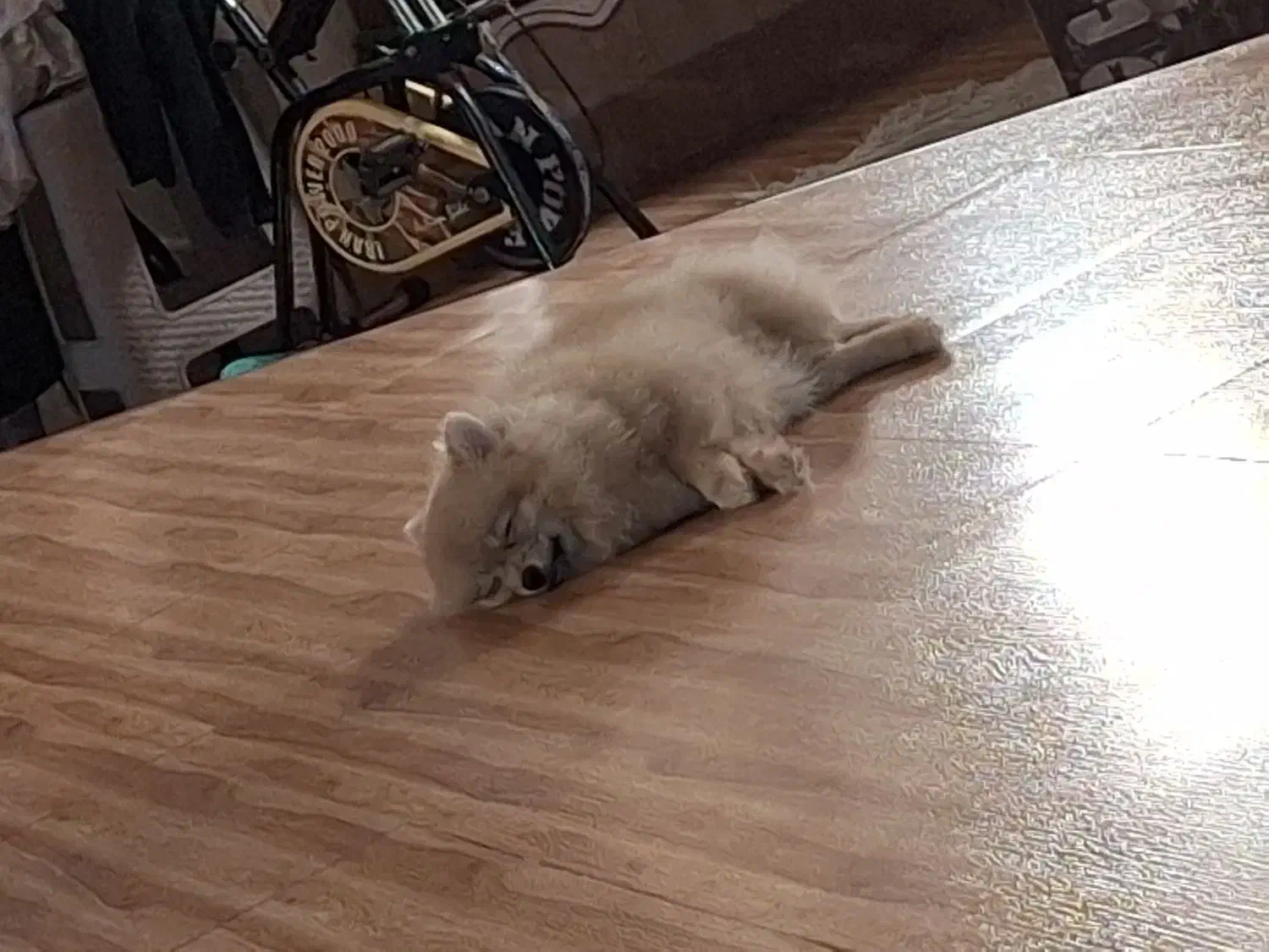 پامر خرسی ۶ ماهه|سگ|تهران, زعفرانیه|دیوار