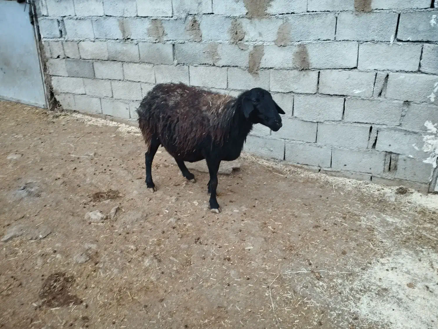 میش|حیوانات مزرعه|کوزران, |دیوار