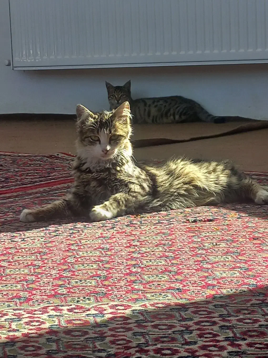 گربه خانگی بازیگوش|گربه|اردبیل, |دیوار