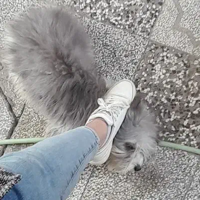 سگ پاکوتاه تربیت شده 1سال ونیم جفت هستن|سگ|فریمان, |دیوار