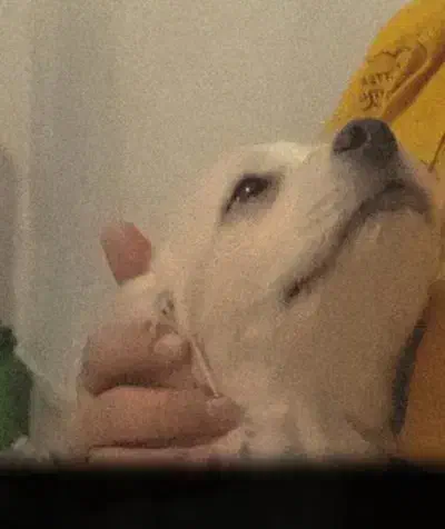 سگ اشپیتز|سگ|گلبهار, شهر جدید گلبهار|دیوار