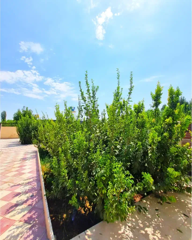 فروش زمین باغ بادرخت فنس وسی متر سازه اهن کشی شده|فروش دفتر صنعتی، کشاورزی، تجاری|ازنا, |دیوار