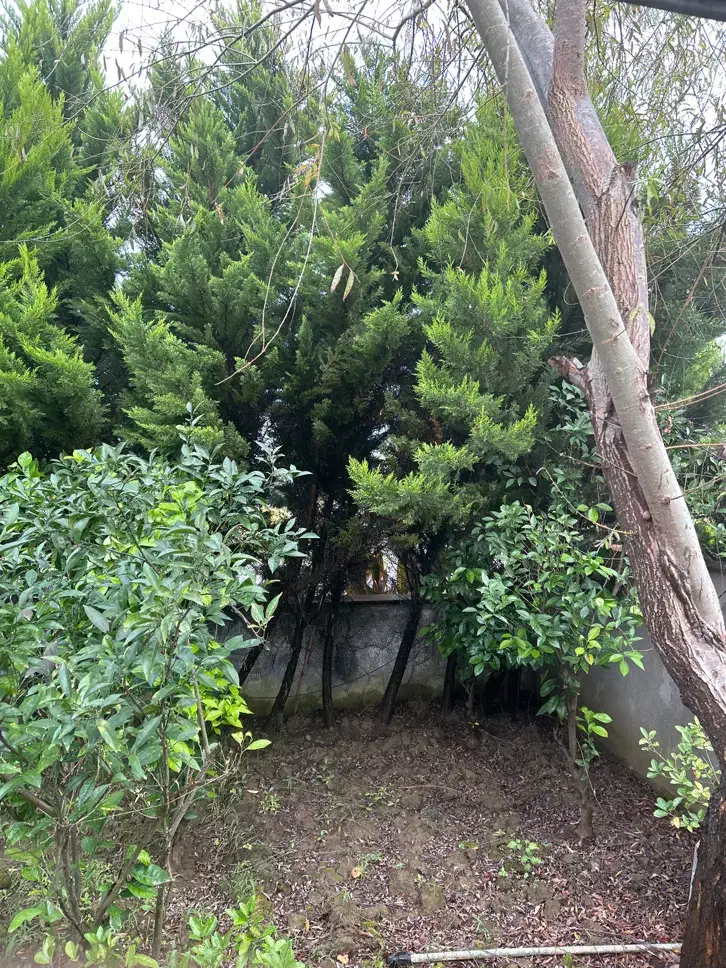 ۱۵عدد کاج پربار|گل و گیاه طبیعی|محمودآباد, |دیوار