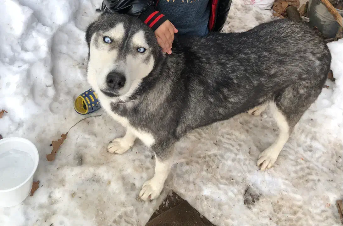 سگ هاسکی|سگ|فارسان, |دیوار