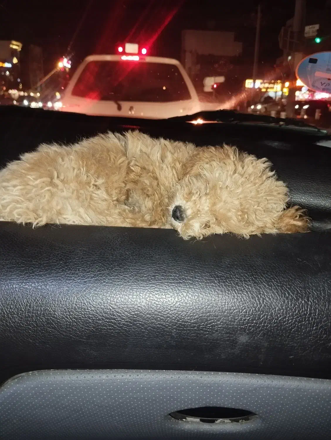 سگ پودل|سگ|مشهد, چهارچشمه|دیوار