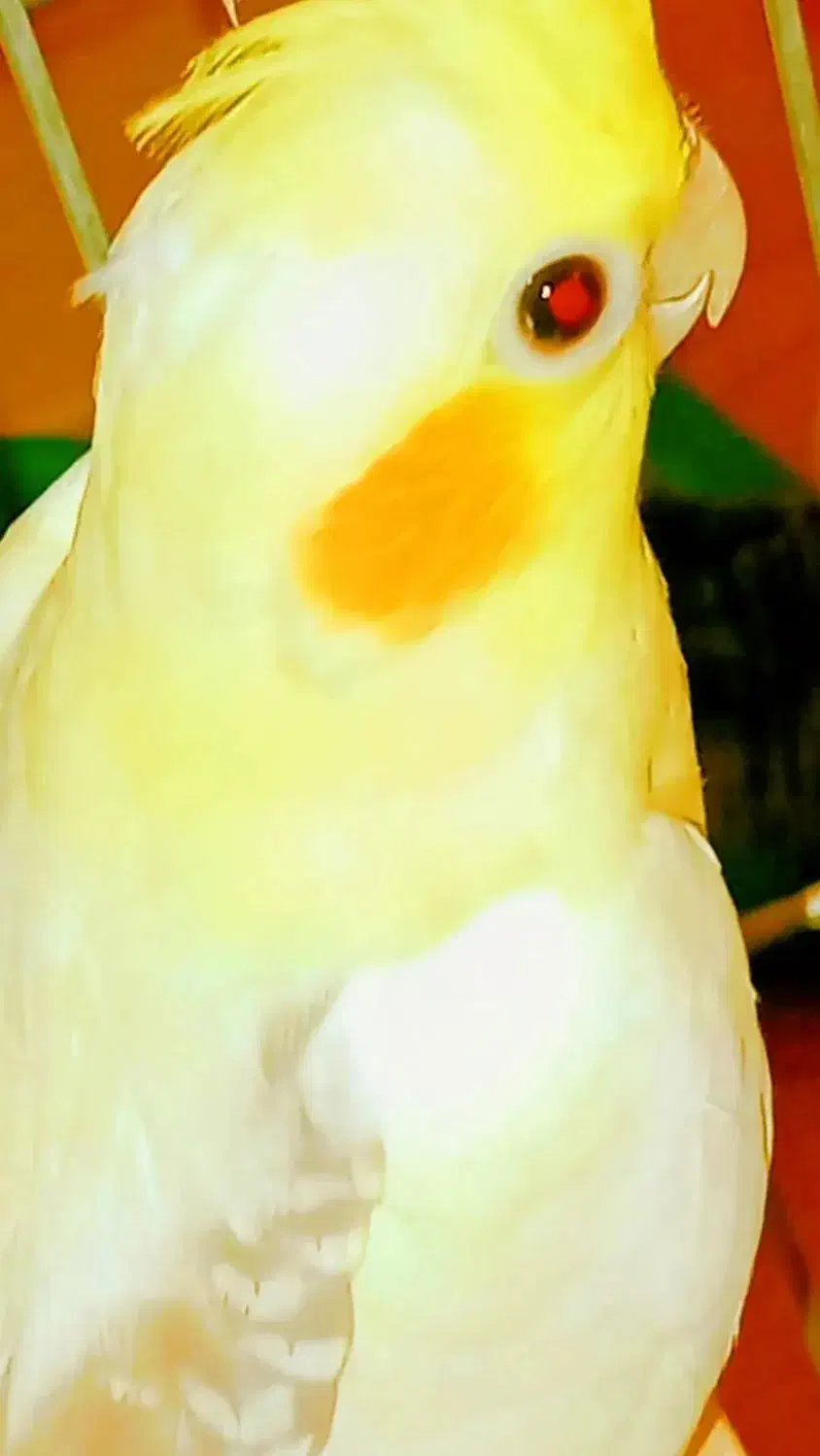 تعدادی عروس هلندی جفتی وتکی|پرنده|شیراز, گویم|دیوار