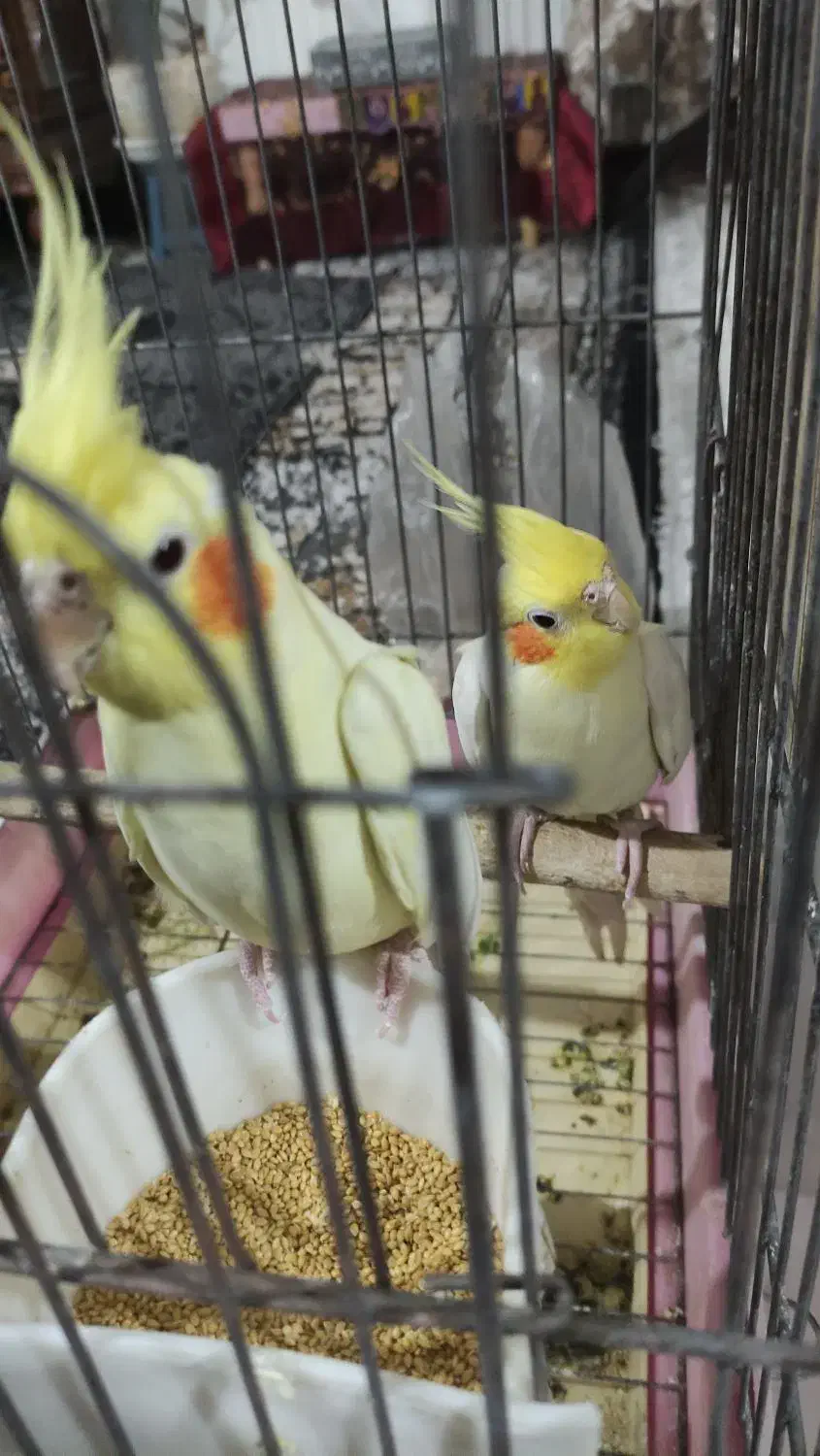 جفت مولد عروس هلندی و طوطی برزیلی|پرنده|باقرشهر, |دیوار