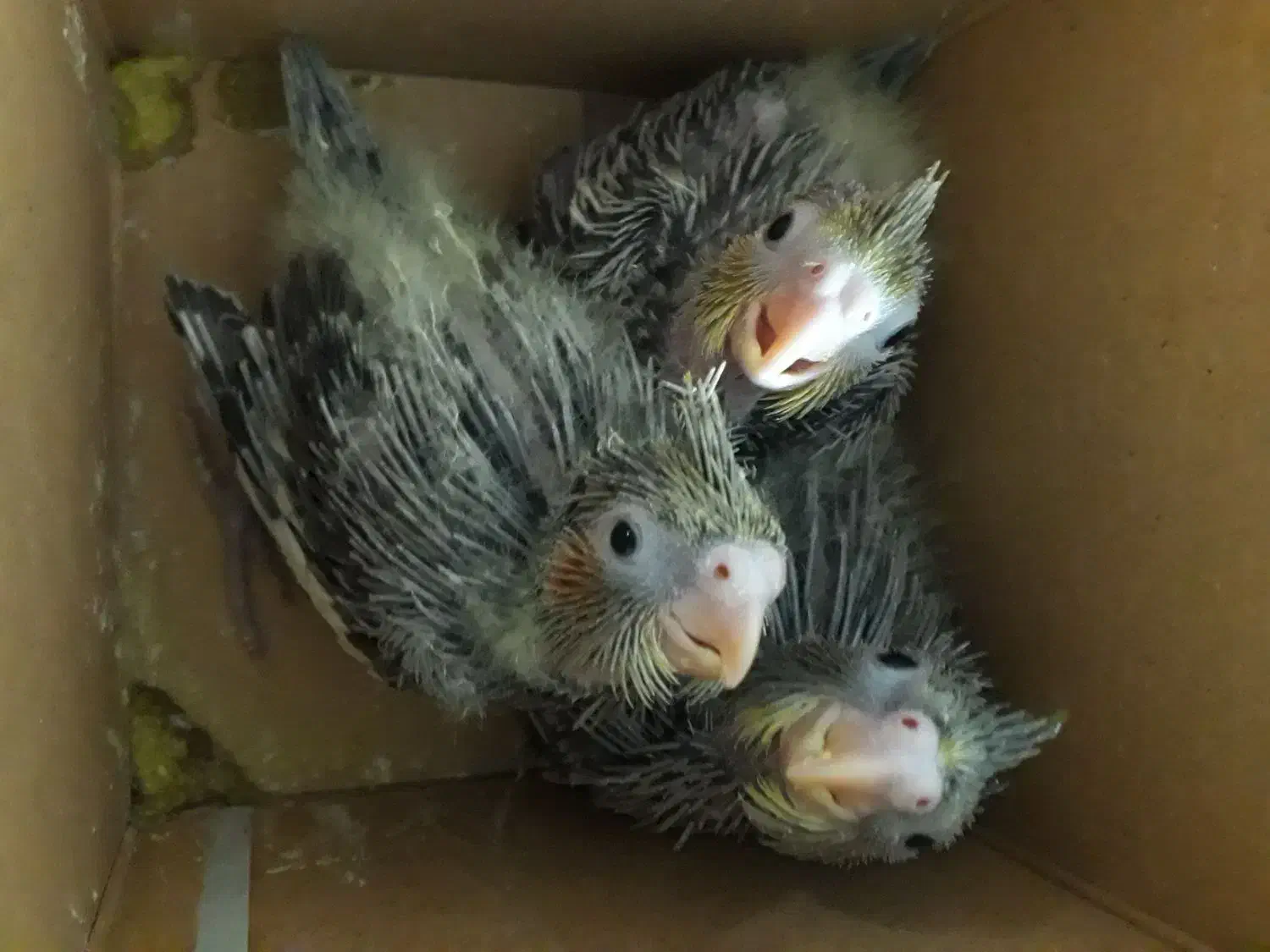 طوطی عروس هلندی جوجه و برزیلی|پرنده|پردیس, فاز ۴|دیوار