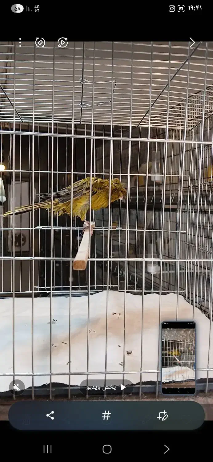 قناری نر کاکلی سبز خاص|پرنده|تهران, جابری|دیوار