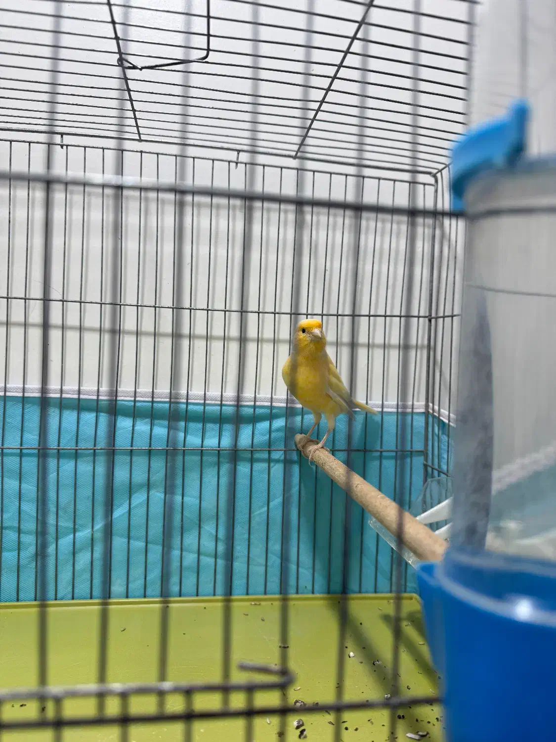 قناری|پرنده|مسجد سلیمان, |دیوار