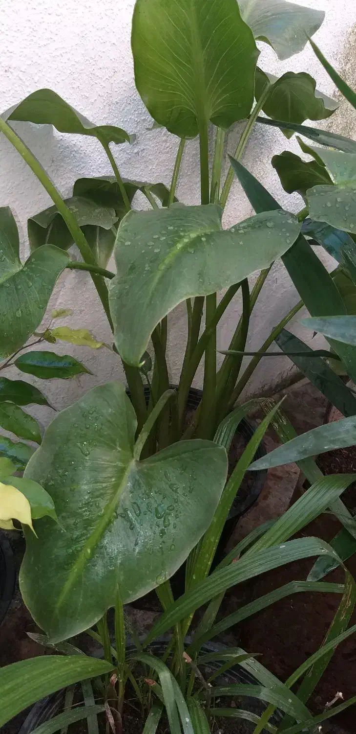 تعدادی گل|گل و گیاه طبیعی|رشت, کوی فکوری|دیوار