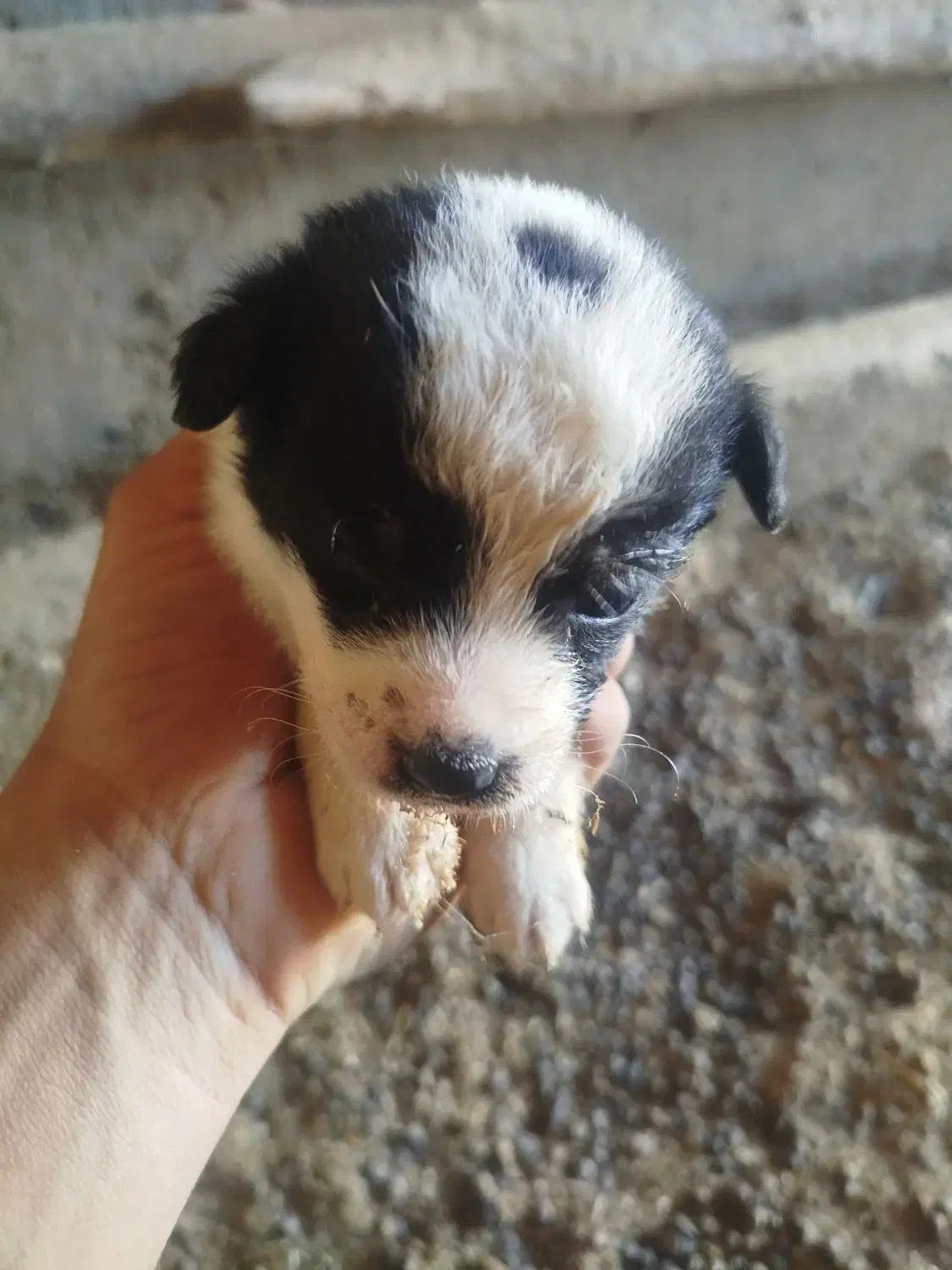 پاکوتاه گوش تیز|سگ|کاشمر, |دیوار