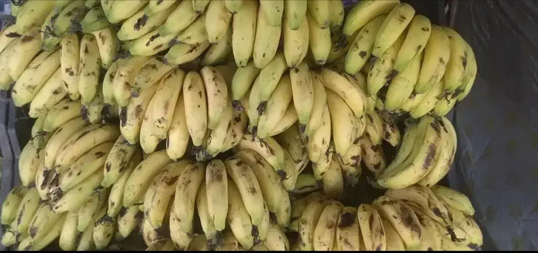 لیمو تازه، سیز تازه، موز|خوردنی و آشامیدنی|زابل, |دیوار