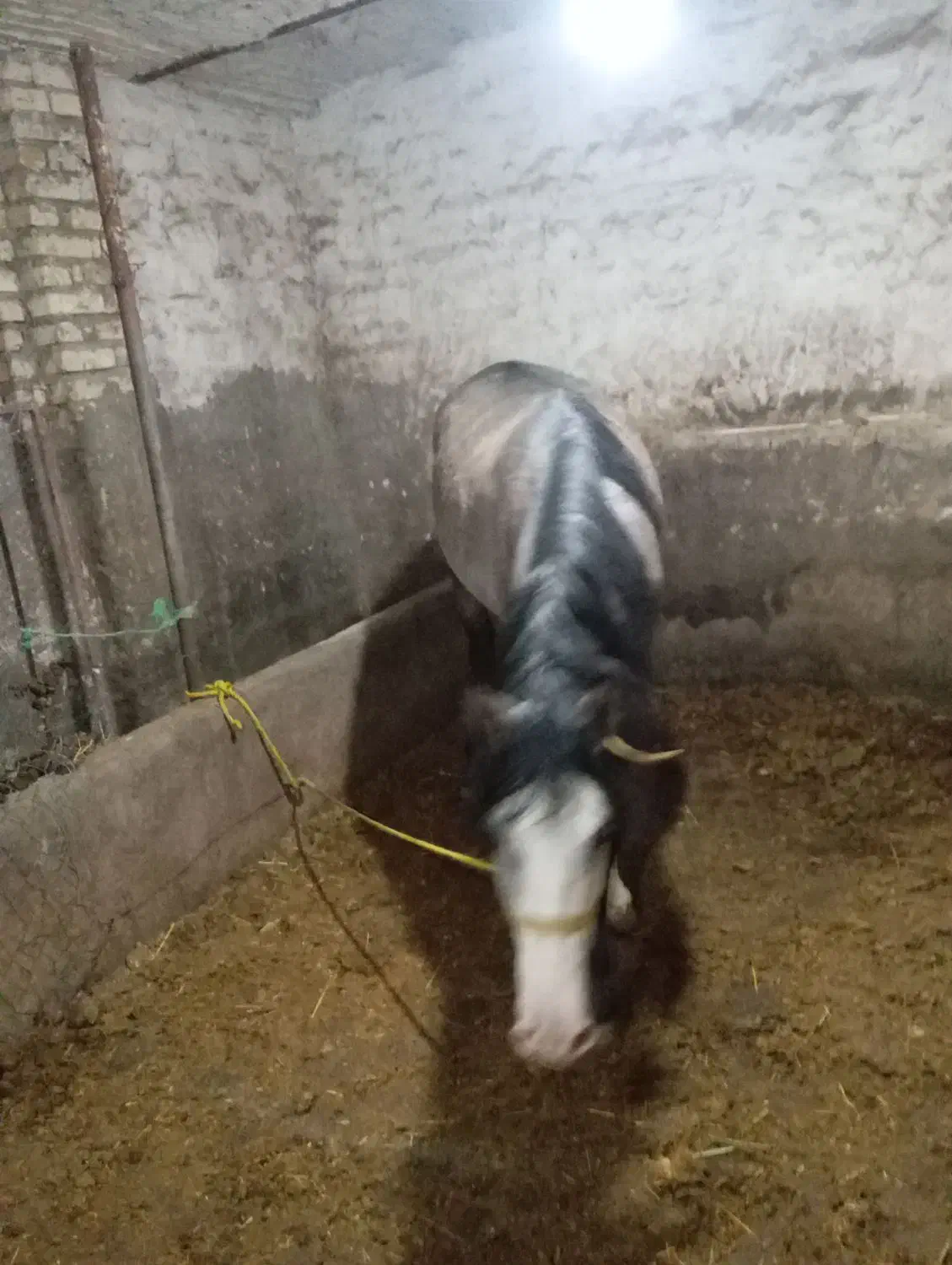 اسب ماده|اسب و تجهیزات اسب‌سواری|ارومیه, |دیوار