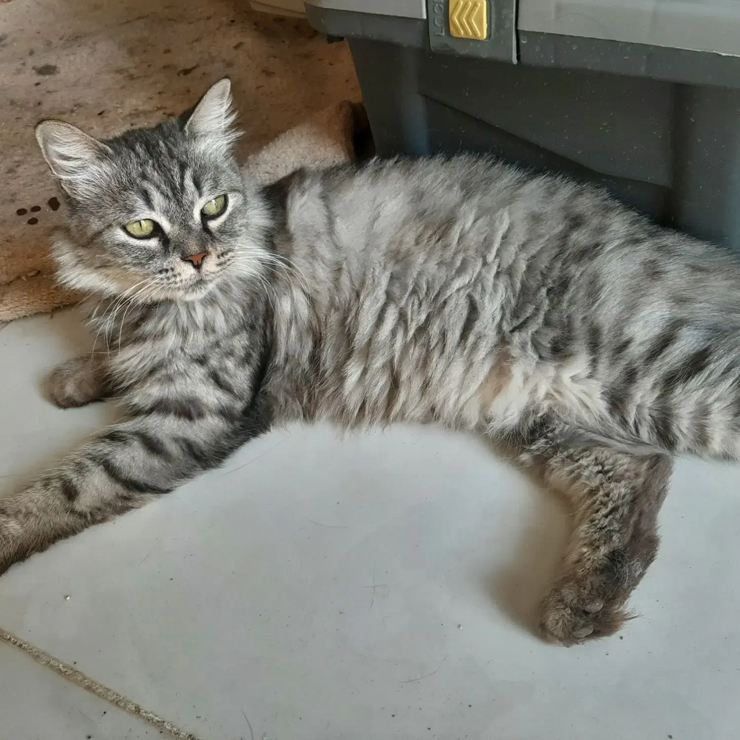 گربه اسکاتیش|گربه|قم, نوبهار|دیوار