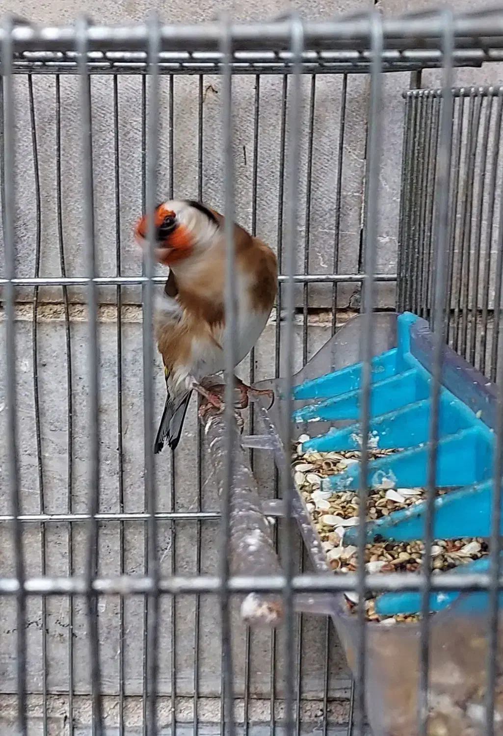 سهره و سهره قناری|پرنده|ری, دیلمان|دیوار