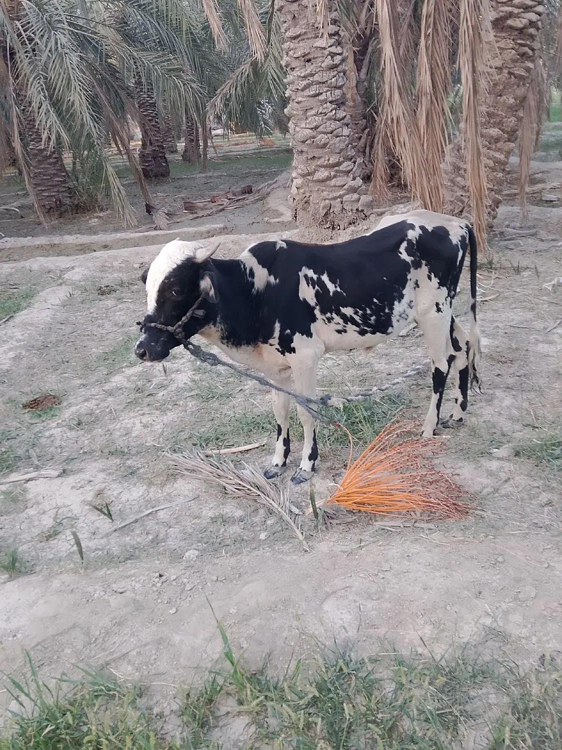 گاو|حیوانات مزرعه|مهرستان, |دیوار