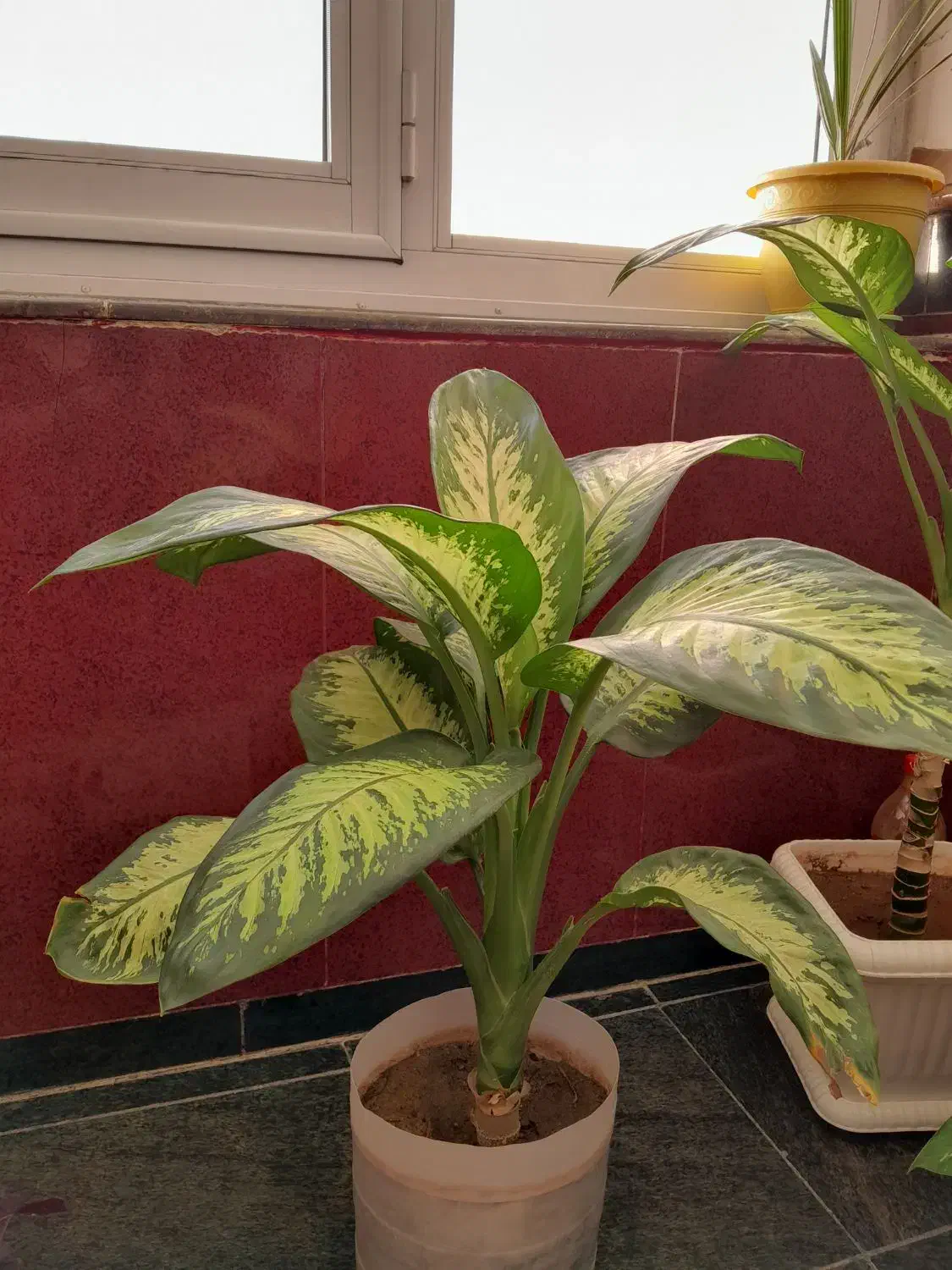 گل دیفن باخیای خارجی ساقه درشت برگ پهن بزرگ|گل و گیاه طبیعی|مهاباد (آذربایجان غربی), |دیوار