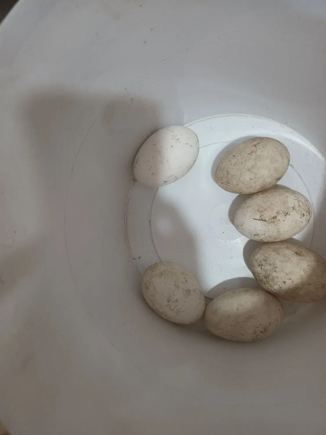 تخم غاز و قو غاز|حیوانات مزرعه|سنگدوین, |دیوار