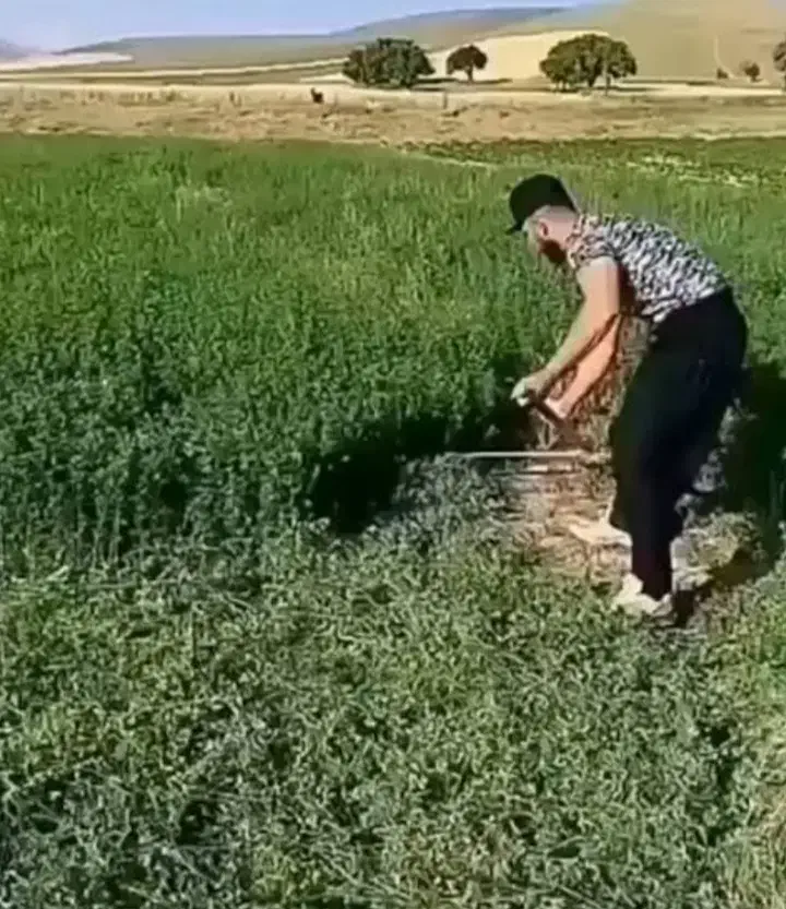 یونجه|لوازم جانبی حیوانات|کوهرنگ, |دیوار