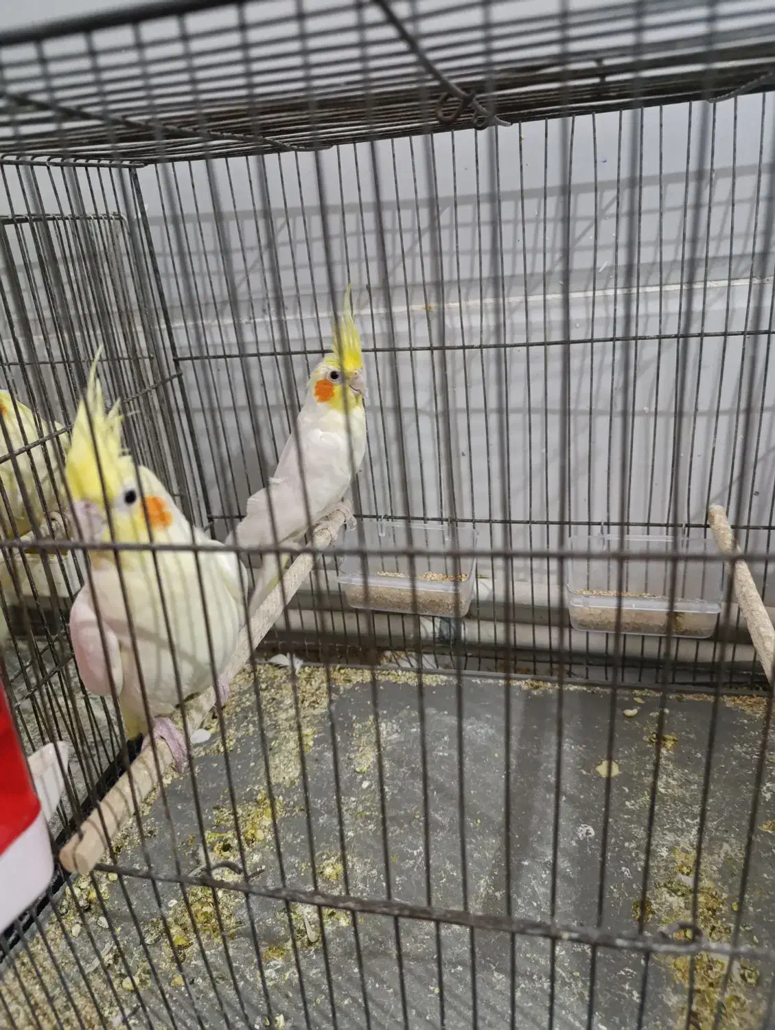 عروس و گرینجیک|پرنده|قم, باغ اشرافی|دیوار