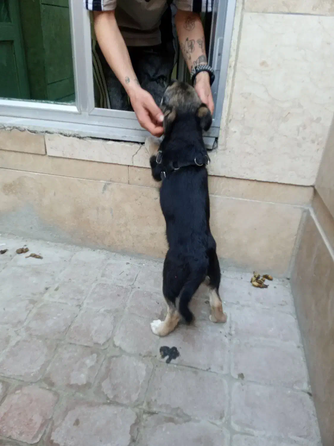 توله سگ ژرمن شپر|سگ|اردبیل, |دیوار