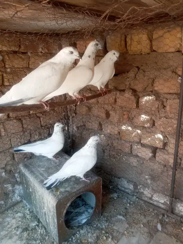 کفتر خوب و خوش ذات|پرنده|یزد, |دیوار