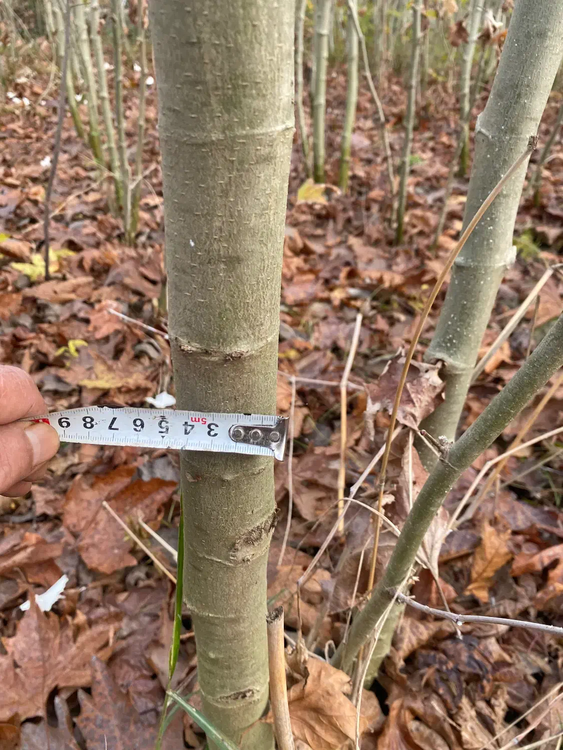 فروش نهال چنار|خدمات باغبانی و درختکاری|کردکوی, |دیوار