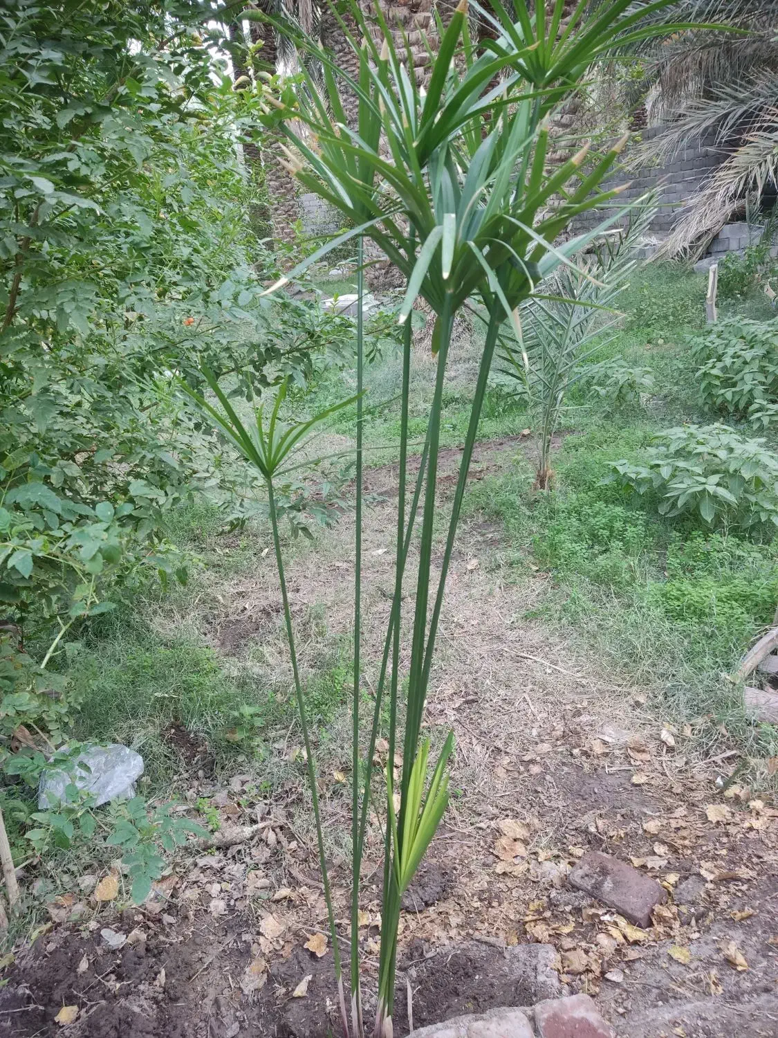 حراج نخل مرداب و کاغذی|گل و گیاه طبیعی|بم, |دیوار