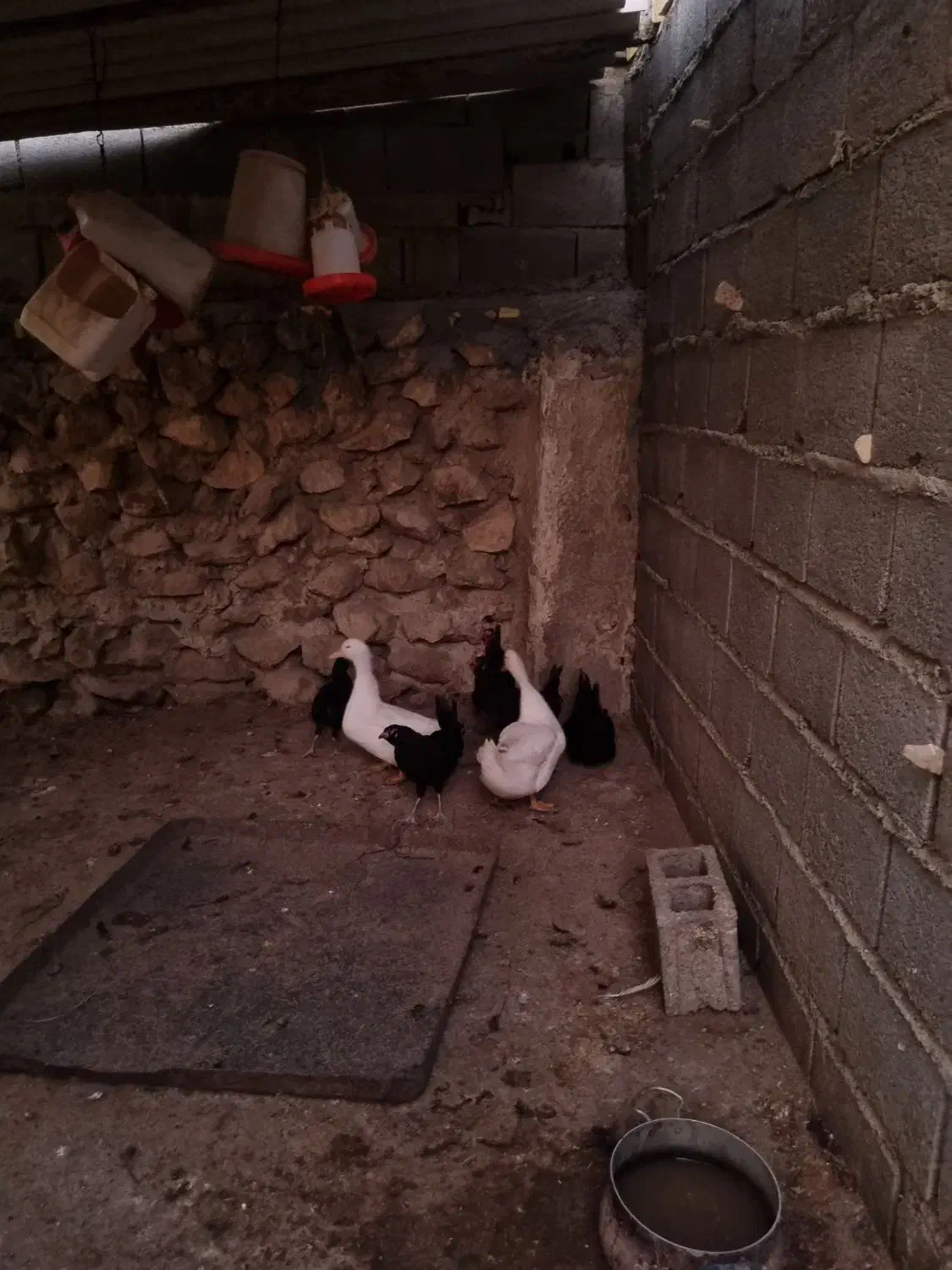 فروش اردک ' غاز 'مرغ و خروس محلی|حیوانات مزرعه|خورموج, |دیوار