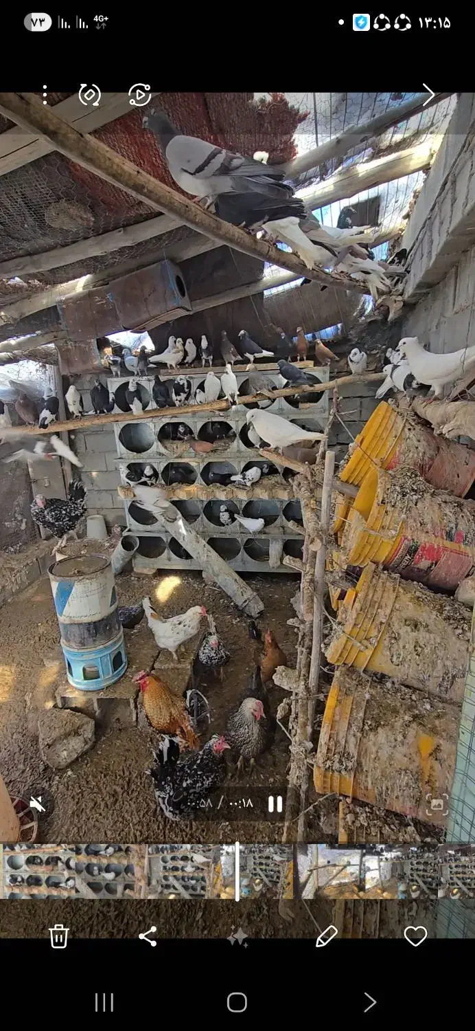 کفتر فروشی|پرنده|آباده, |دیوار