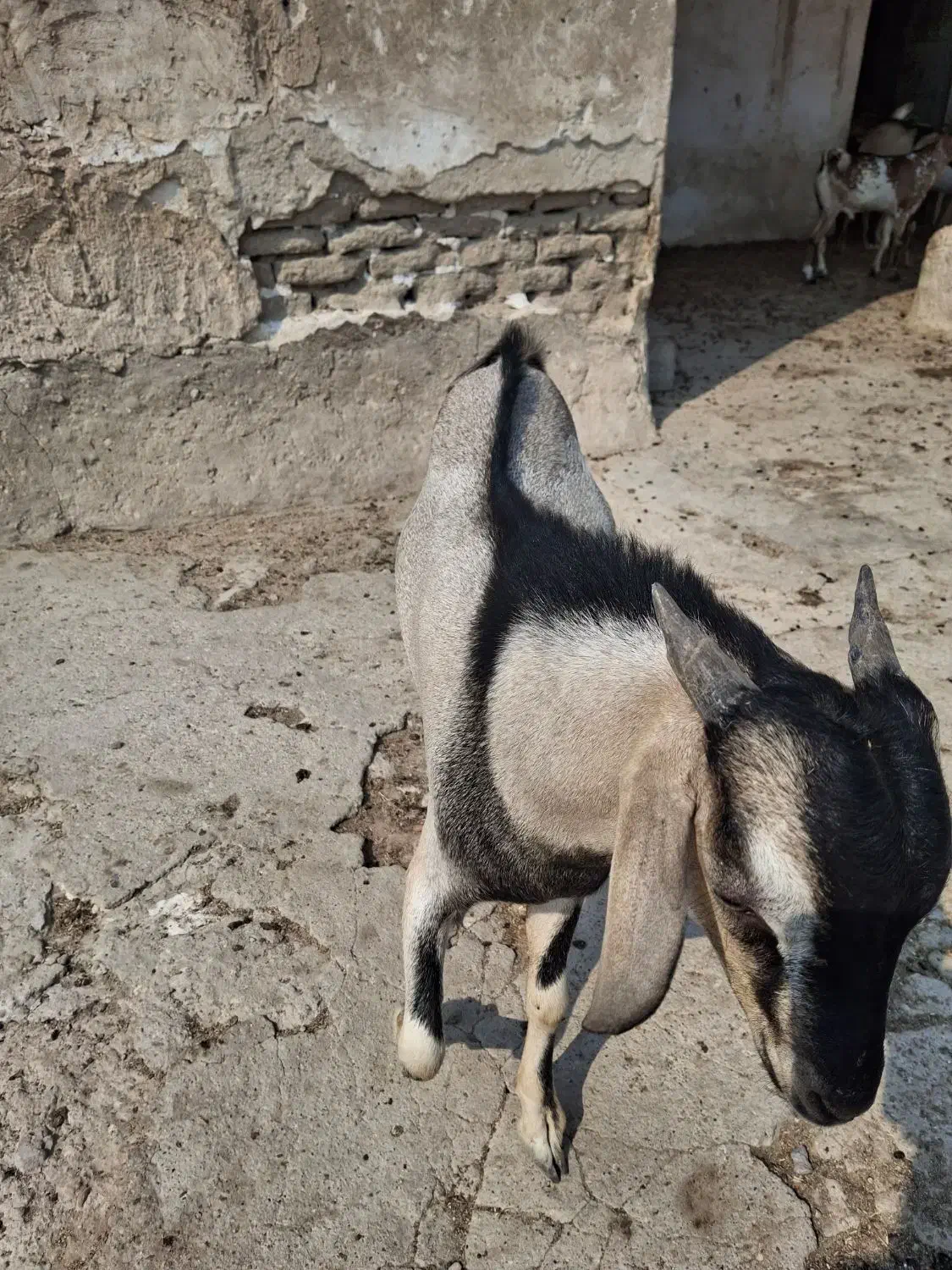 کهره نر دوقلو|حیوانات مزرعه|خمیر, |دیوار