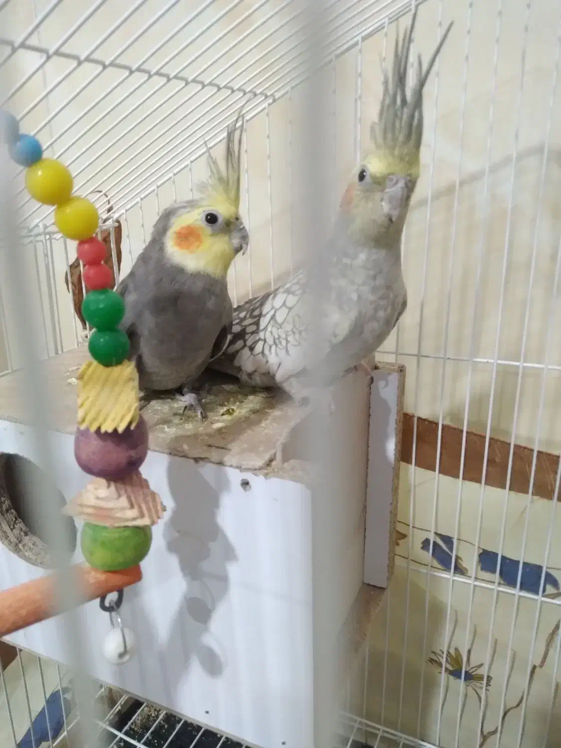 عروس هلندی|پرنده|تربت‌حیدریه, مسجد جامع|دیوار