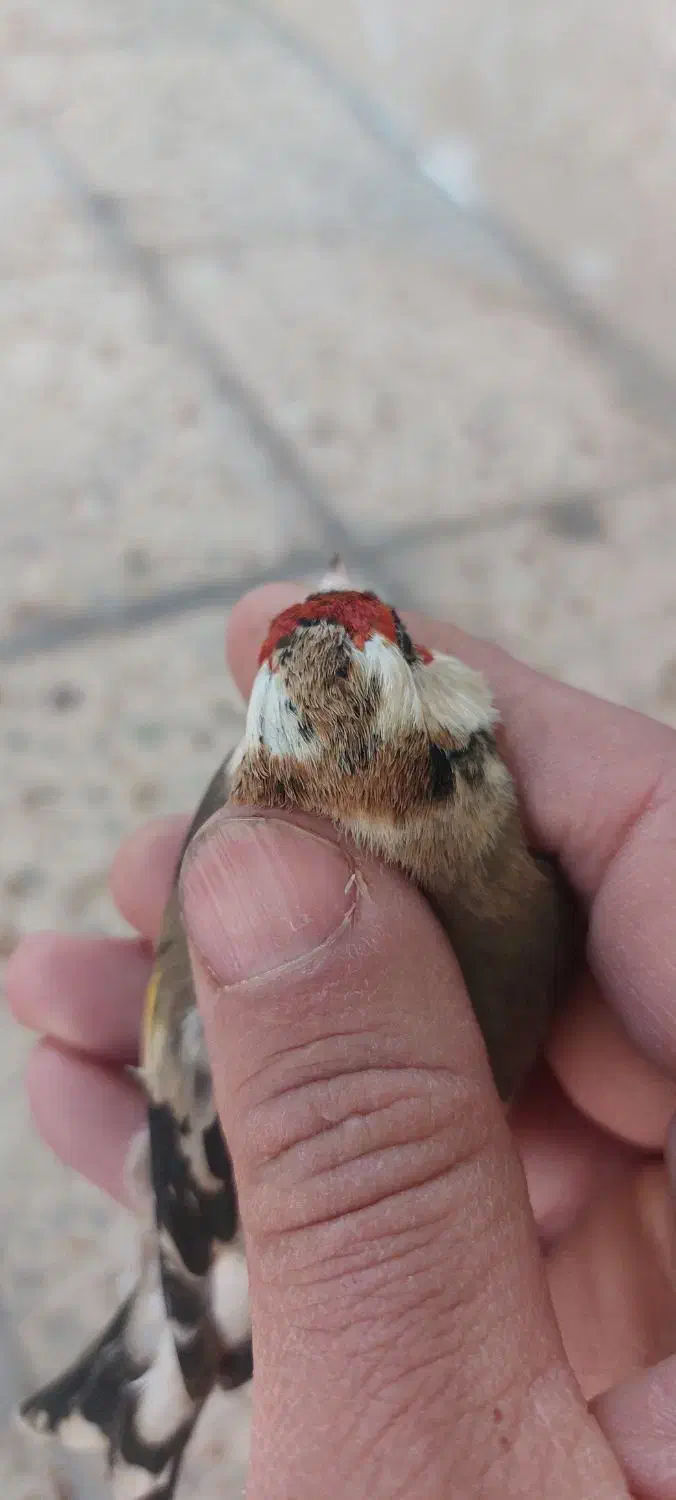 ماده سهره سرحنایی وابلق فوق عتیقه وکلکسیونی|پرنده|کرمان, |دیوار