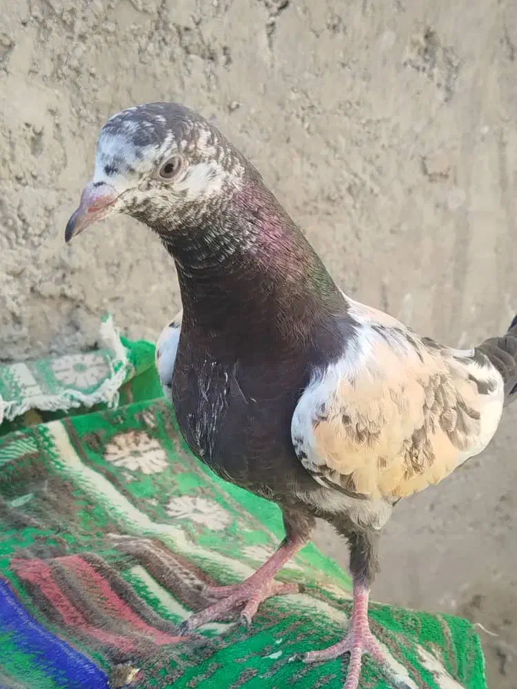 کبوتر|پرنده|دامن, |دیوار