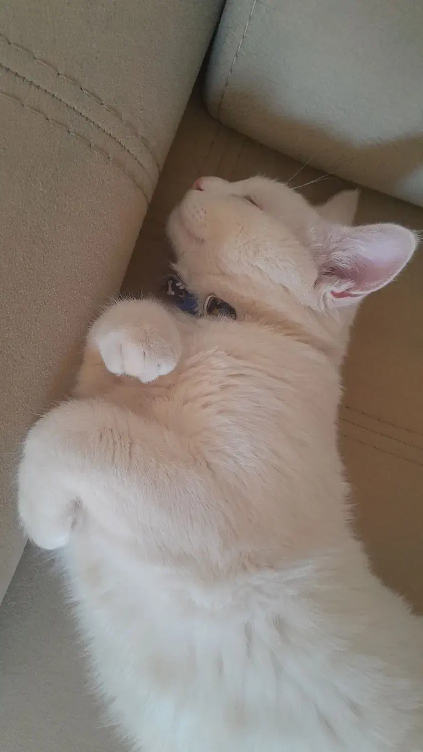 فروش گربه نر|گربه|یزد, |دیوار