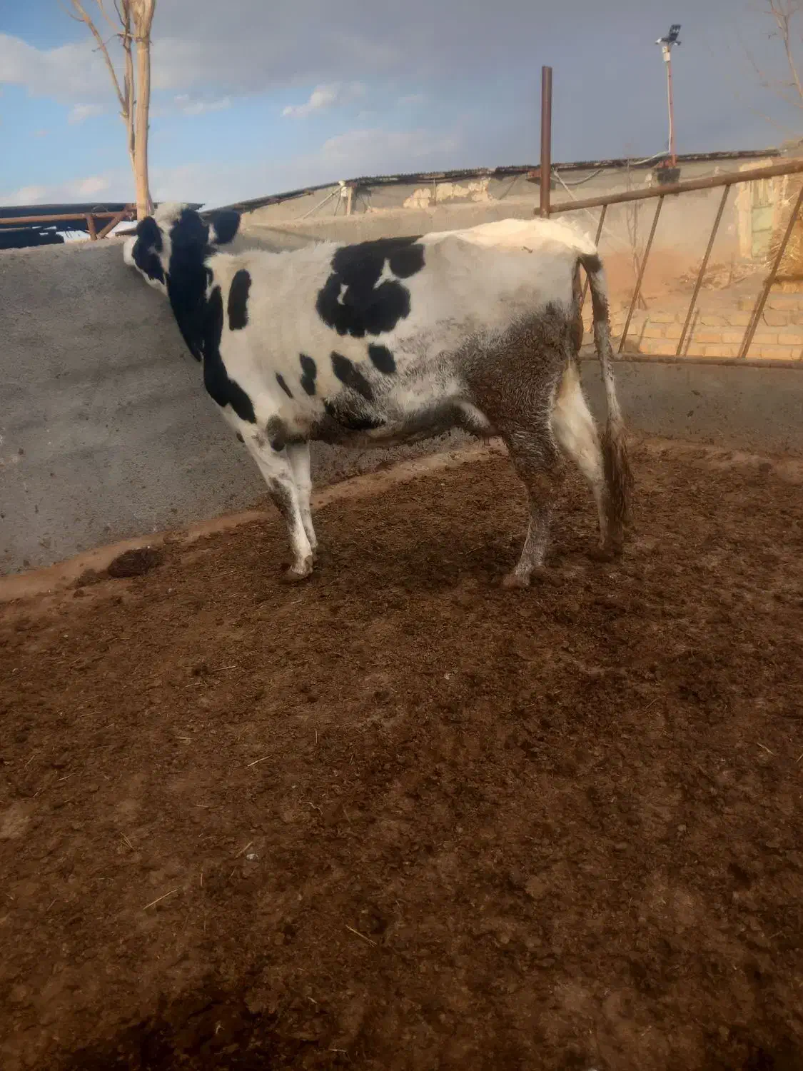 گاو تلیسه|حیوانات مزرعه|تربت جام, جامرود|دیوار