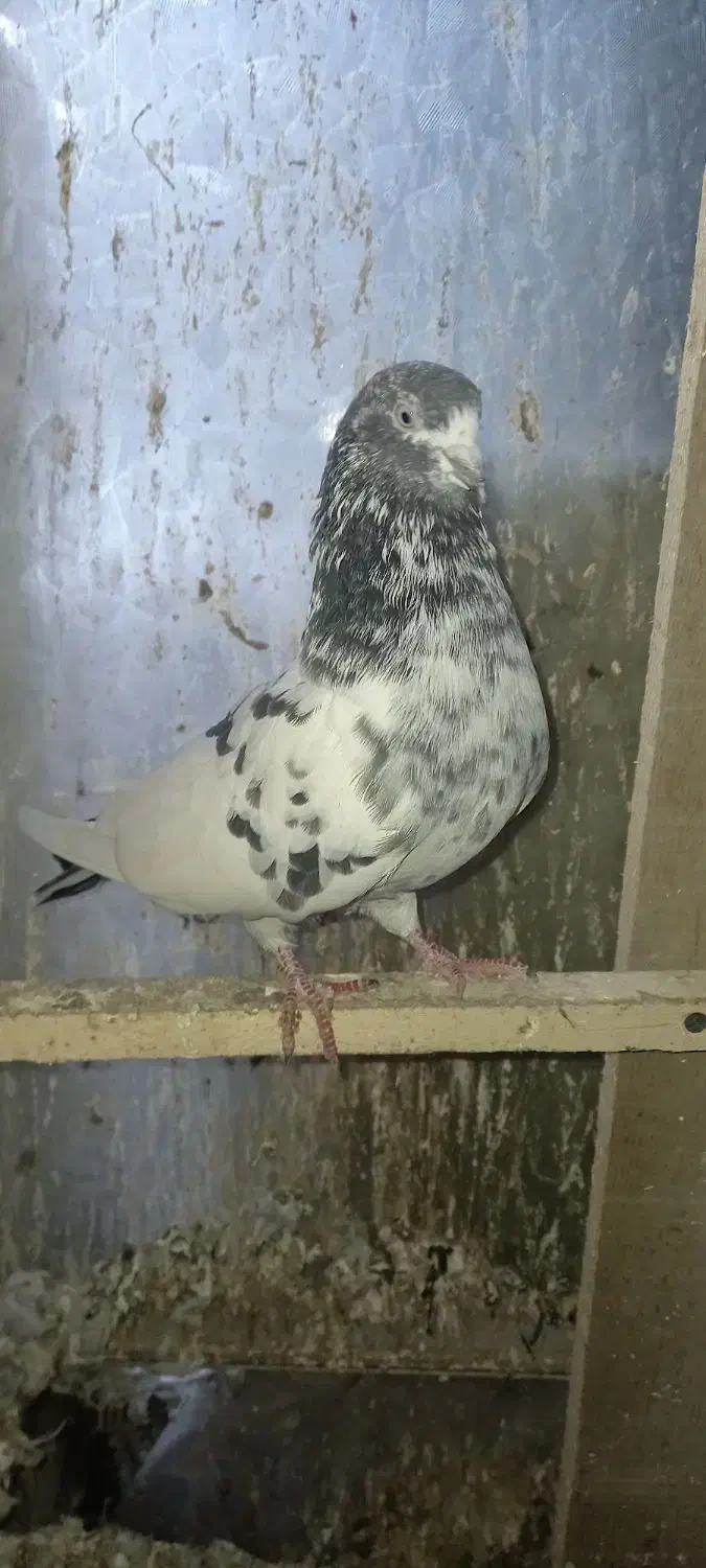 کبوتر پرشی|پرنده|رشت, منظریه|دیوار