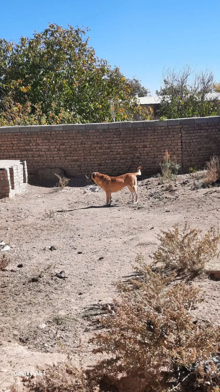 فروش سگماده عراقی آماده جفت گیری|سگ|قیدار, |دیوار