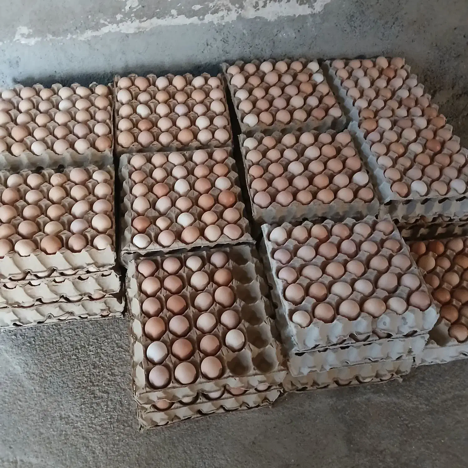 تخم مرغ محلی|عمده‌فروشی|تربت جام, نظامی|دیوار