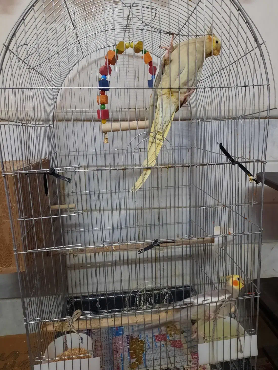 یه جفت عروس مولد|پرنده|قم, حاج زینل|دیوار