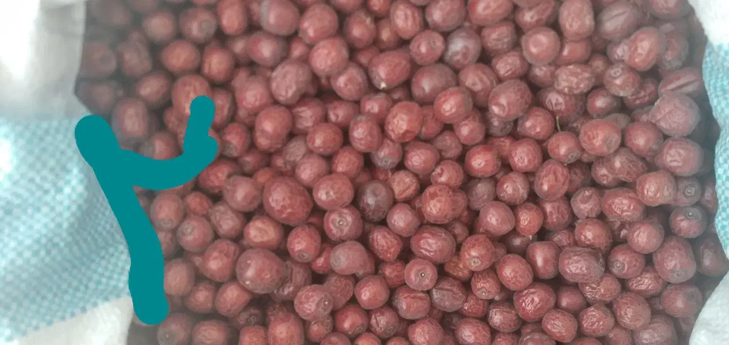 عناب برداشت امسال سالم|خوردنی و آشامیدنی|خوسف, |دیوار