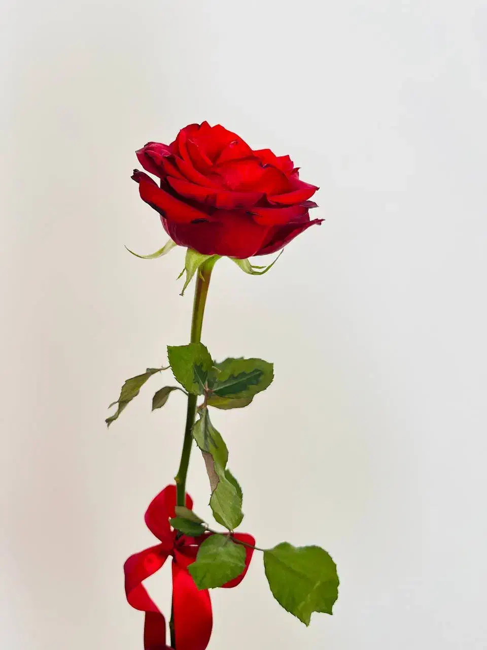 گل رز|گل و گیاه طبیعی|گناباد, |دیوار