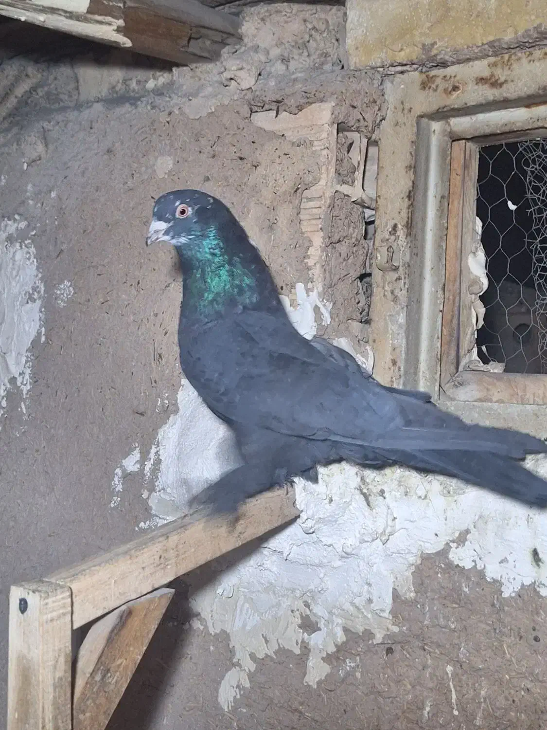 کبوتر اصفهانی بازیکن|پرنده|خمینیشهر, |دیوار