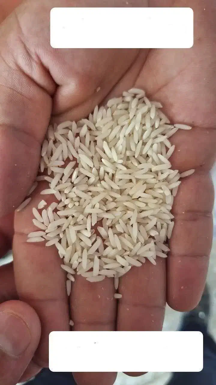 برنج|خوردنی و آشامیدنی|آباده, |دیوار