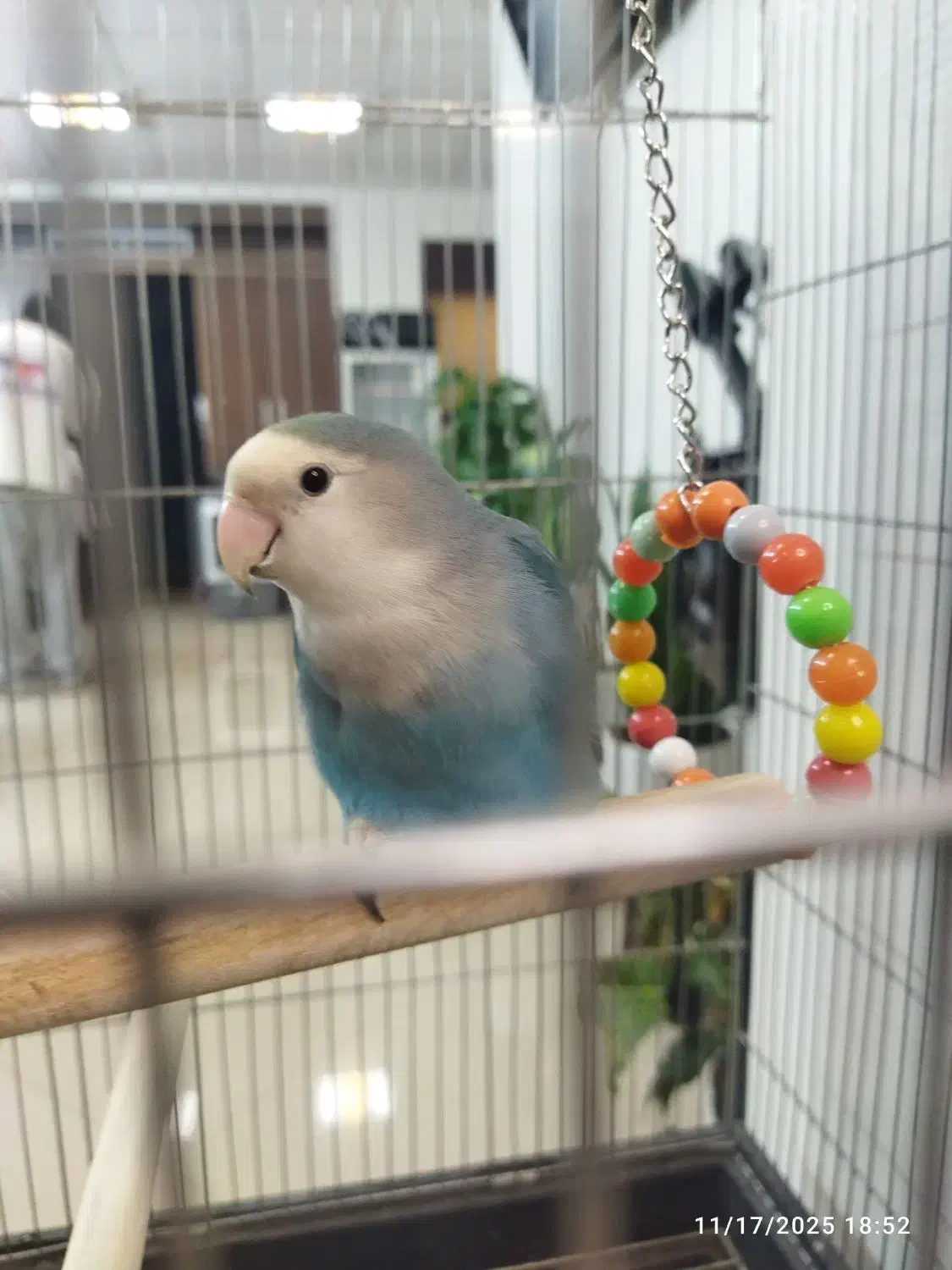 طوطی برزیلی|پرنده|شهریار, شهریار|دیوار