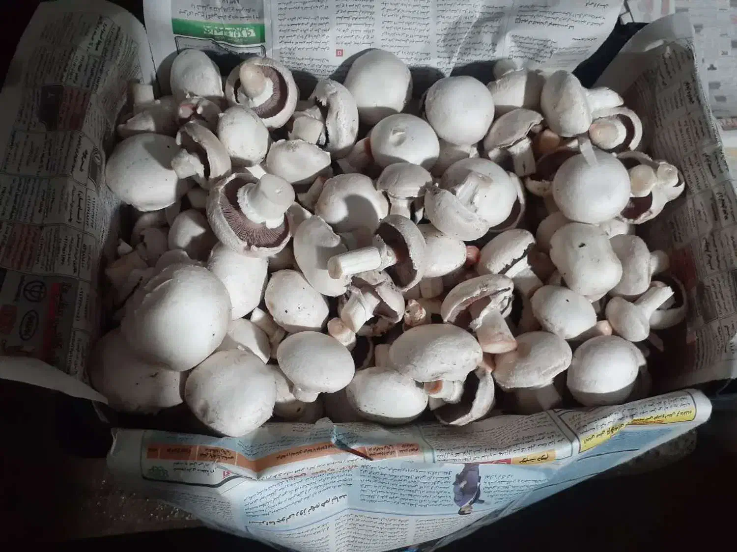 قارچ|خوردنی و آشامیدنی|اصفهان, مصلی|دیوار