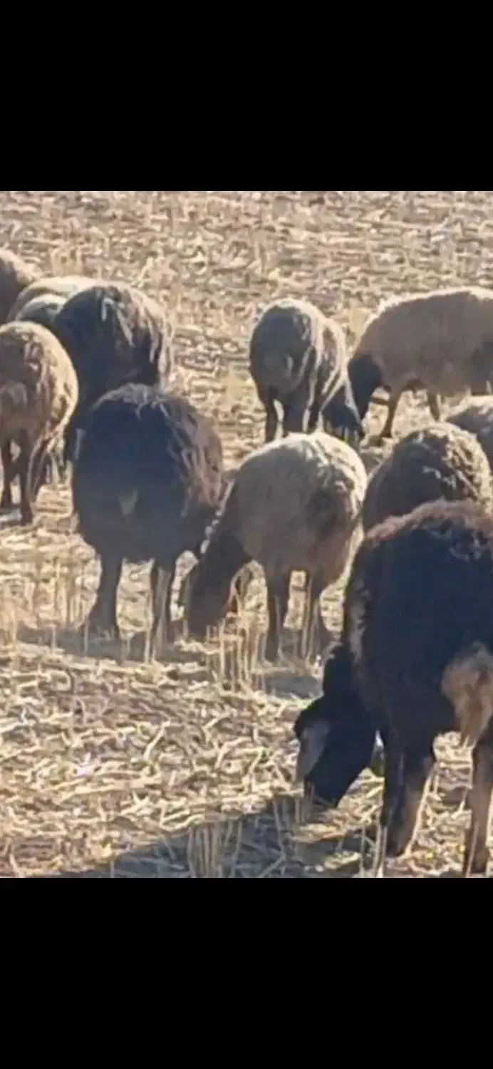 گوسفند اولین شکم چهل عدد|حیوانات مزرعه|بیجار, |دیوار